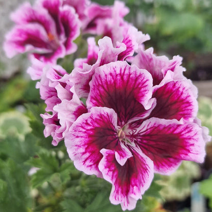 Elsie Taylor - Regal Pelargonium (Geranium) plant - 6cm bio pot