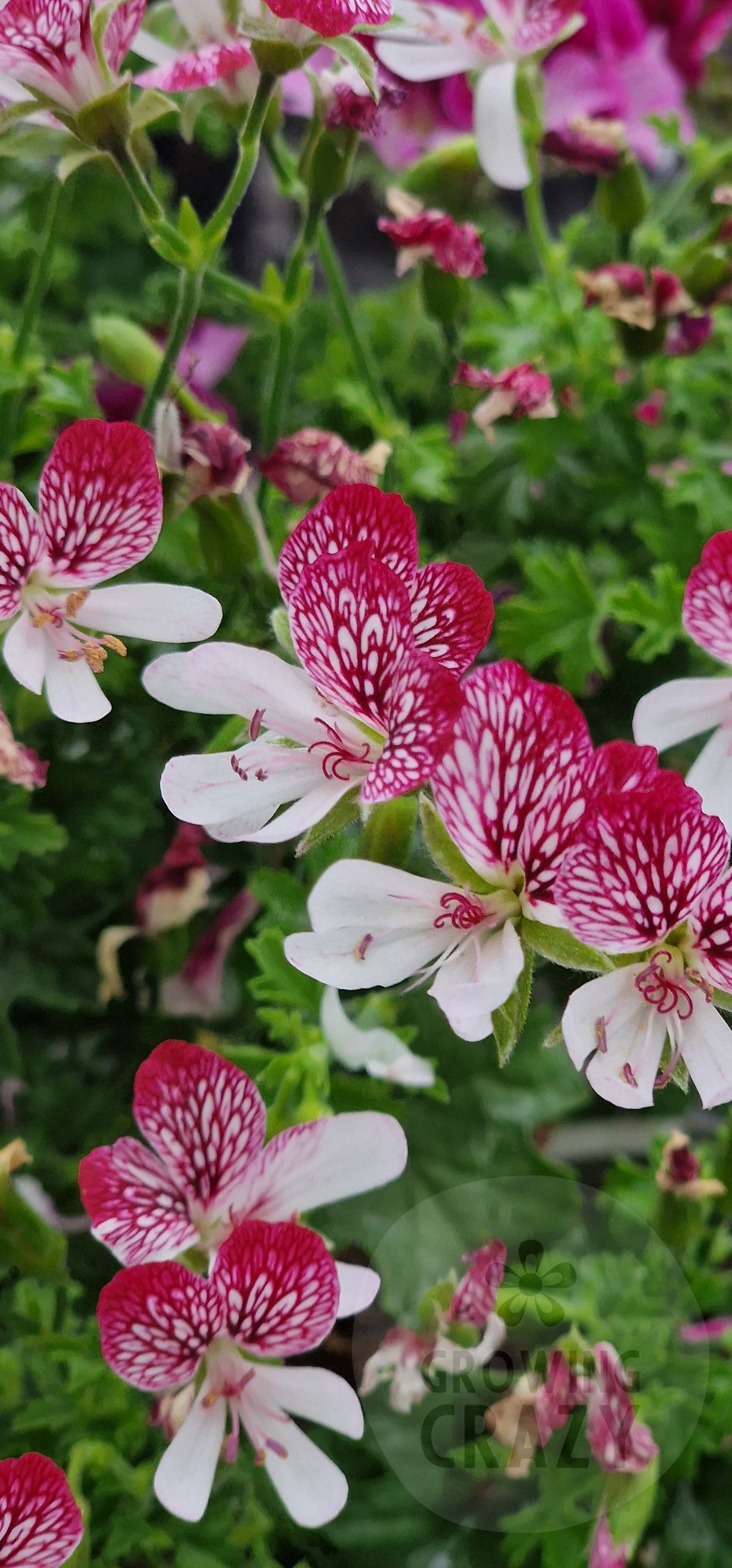 Eskay Saar Angel Pelargonium in flower