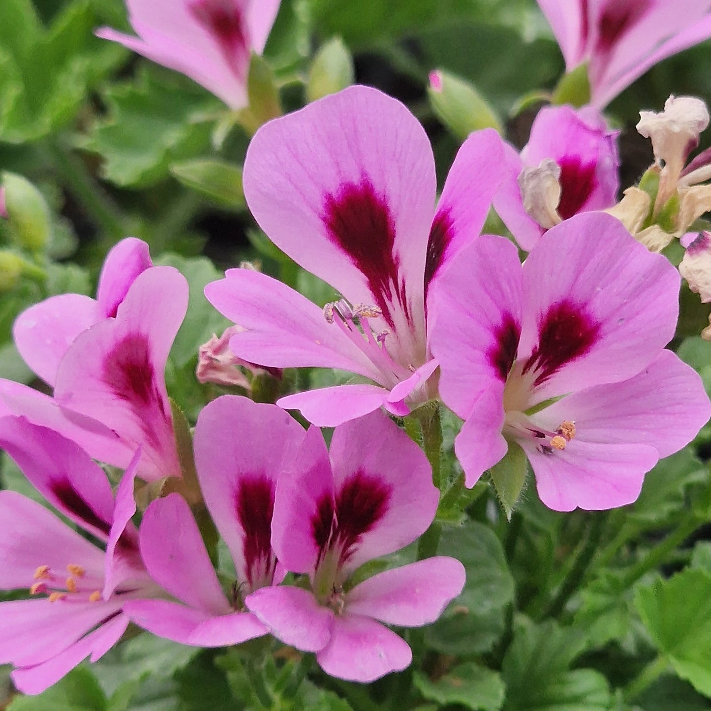 Eskay Sugar Candy - Angel Pelargonium (Geranium) Plant - 6cm bio pot