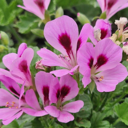 Eskay Sugar Candy - Angel Pelargonium (Geranium) Plant - 6cm bio pot