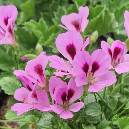 Eskay Sugar Candy - Angel Pelargonium (Geranium) Plant - 6cm bio pot