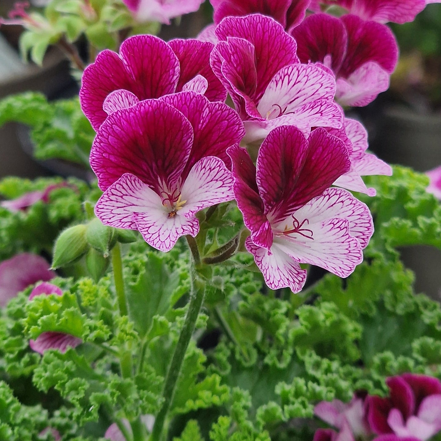 Eskay Verglo - Angel Pelargonium (Geranium) Plant - 6cm bio pot