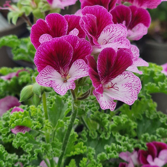 Eskay Verglo - Angel Pelargonium (Geranium) Plant - 6cm bio pot