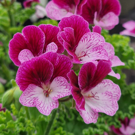 Eskay Verglo - Angel Pelargonium (Geranium) Plant - 6cm bio pot