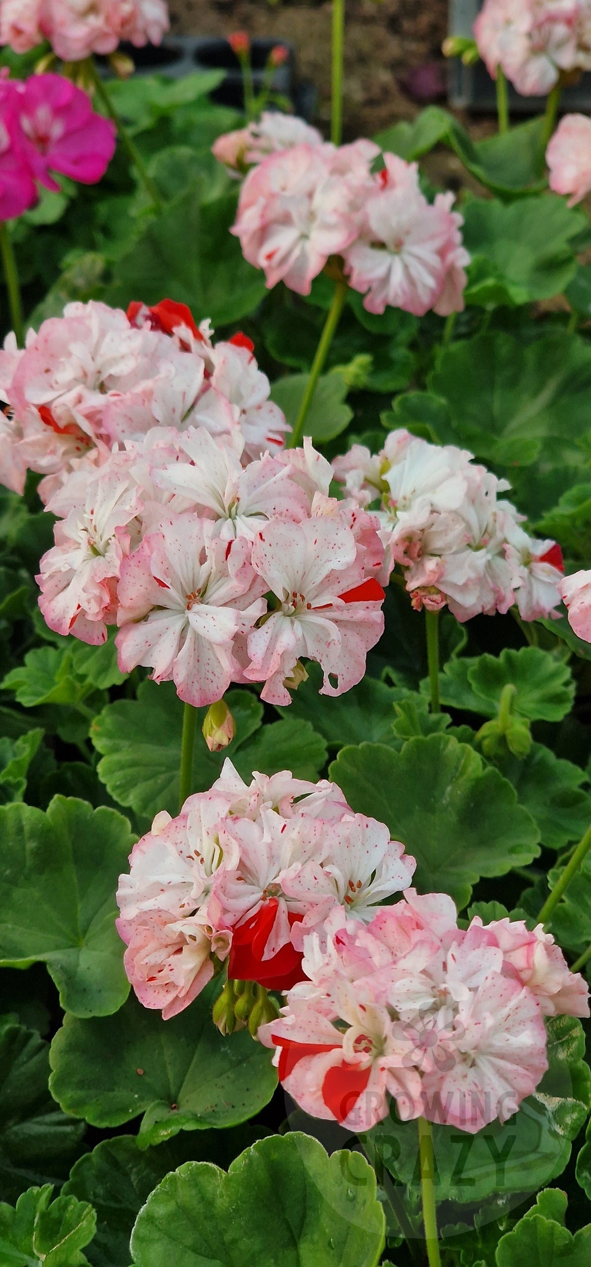 Evening Sky Zonal Pelargonium in flower