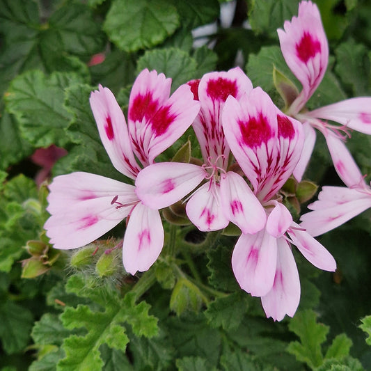 Fair Ellen - Spicy Scented Leaf Pelargonium (Geranium) Plant - 6cm bio pot