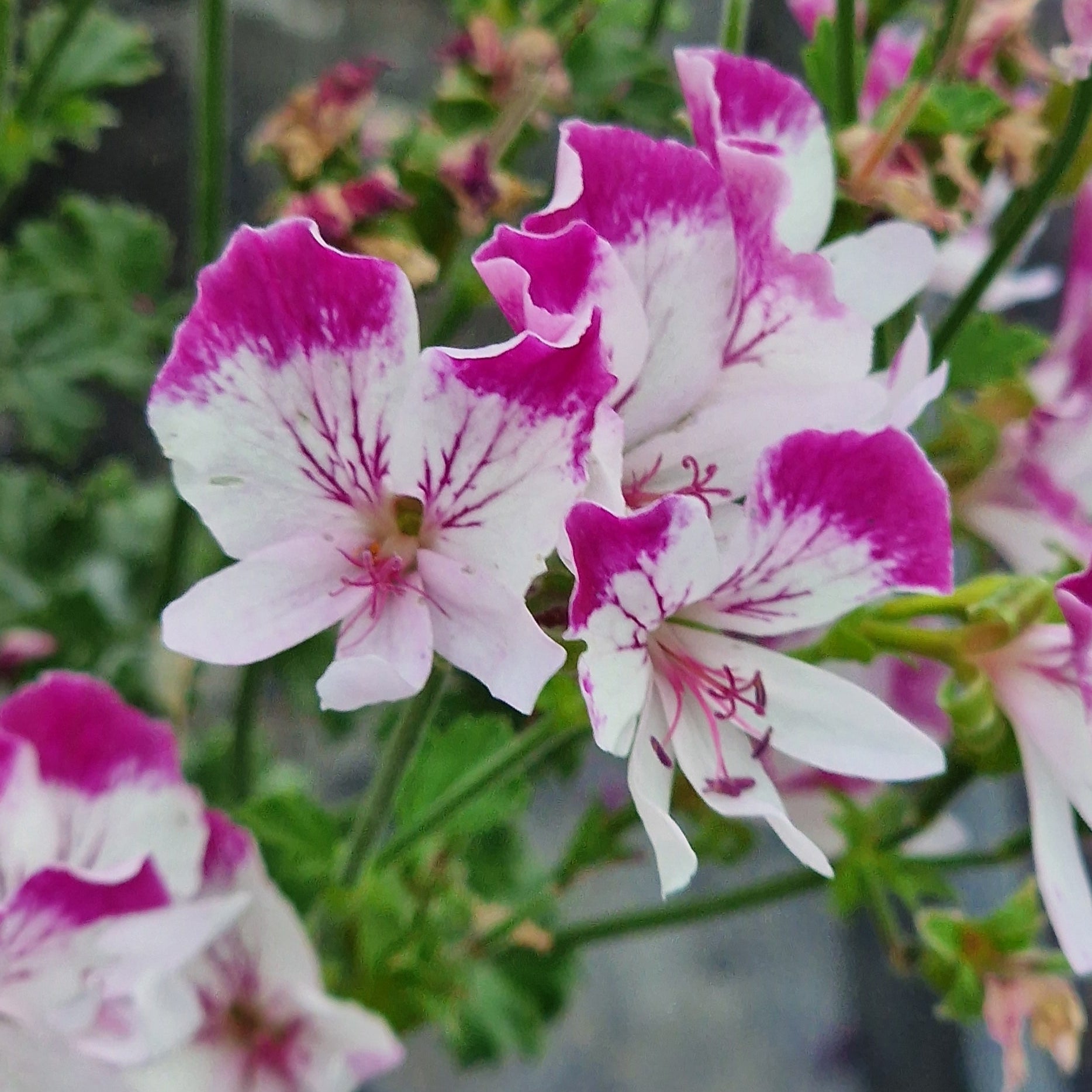 Close-up of Angel Pelargonium fairy Orchid,  pink and white flowers with a blurred background
