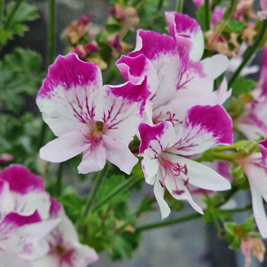 Close-up of Angel Pelargonium fairy Orchid,  pink and white flowers with a blurred background
