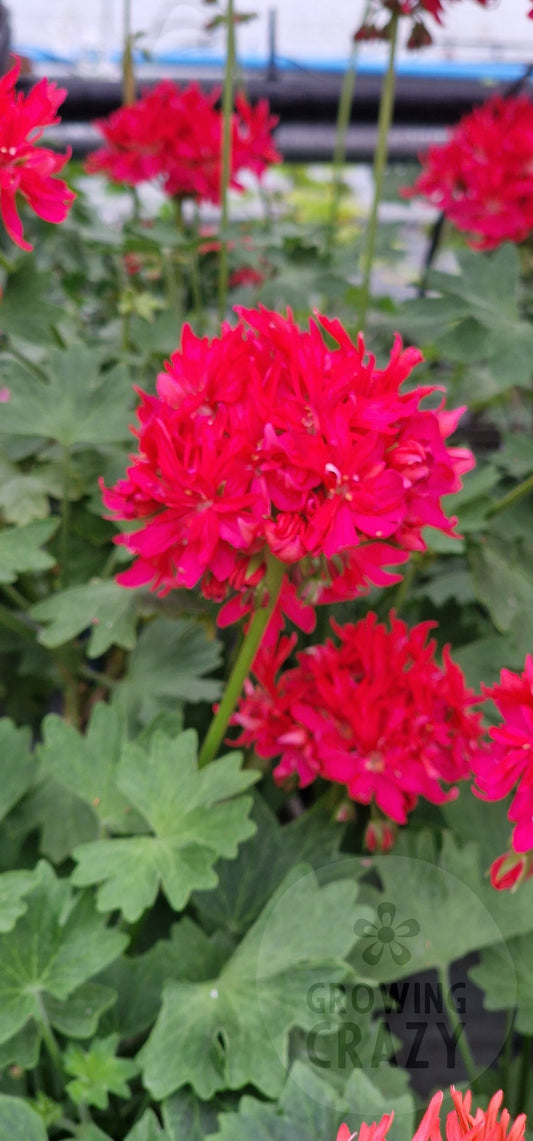 Fandango Stellar Pelargonium in flower