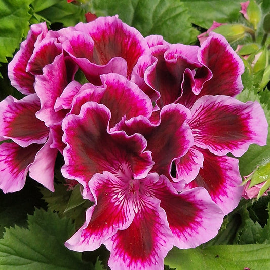 Fareham Regal Pelargonium