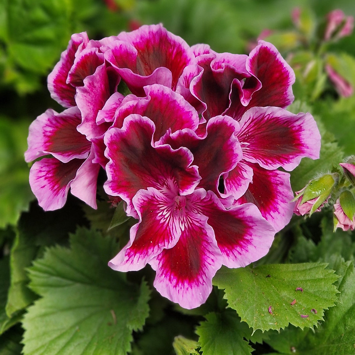 Fareham Regal Pelargonium