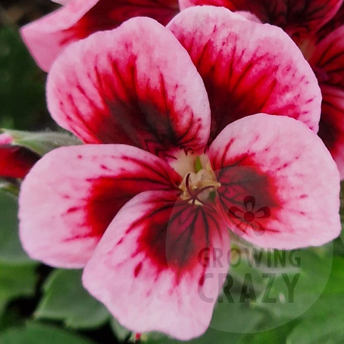 Fieldings Unique - Unique Pelargonium (Geranium) Plant - 6cm bio pot