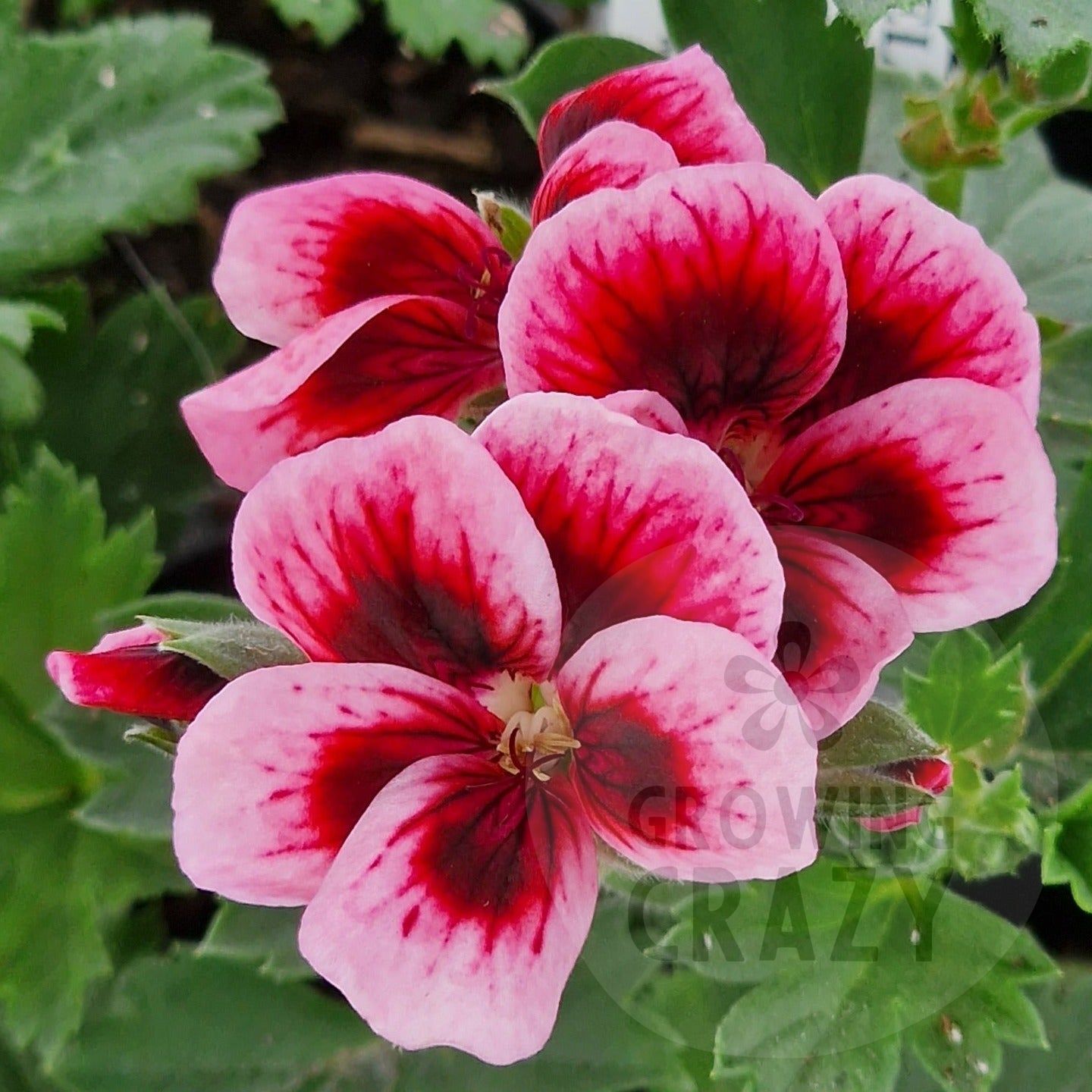 Fieldings Unique - Unique Pelargonium (Geranium) Plant - 6cm bio pot