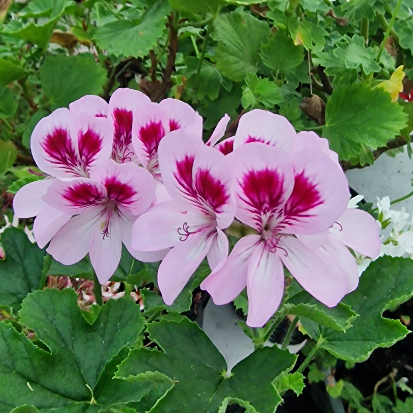 Fir Trees Muffin - Decorative Pelargonium (Geranium) plant in 6cm bio pot