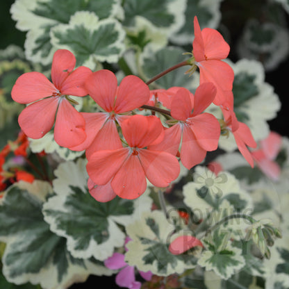 Frank Headley - Coloured Leaf Pelargonium (Geranium) Plant - 6cm bio pot