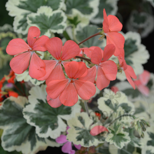 Frank Headley - Coloured Leaf Pelargonium (Geranium) Plant - 6cm bio pot