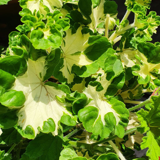 Freak of Nature - Coloured Fancy Leaved Pelargonium (Geranium) Plant - 6cm bio pot