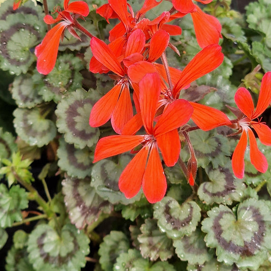 Friesdorf - Dwarf Zonal Pelargonium / Geranium Garden Plant - 6cm bio pot