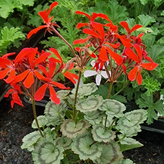 Friesdorf - Dwarf Zonal Pelargonium / Geranium Garden Plant - 6cm bio pot