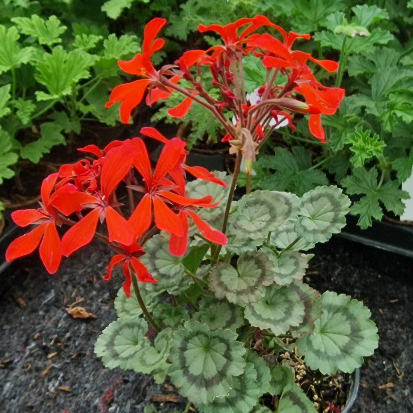 Friesdorf - Dwarf Zonal Pelargonium / Geranium Garden Plant - 6cm bio pot