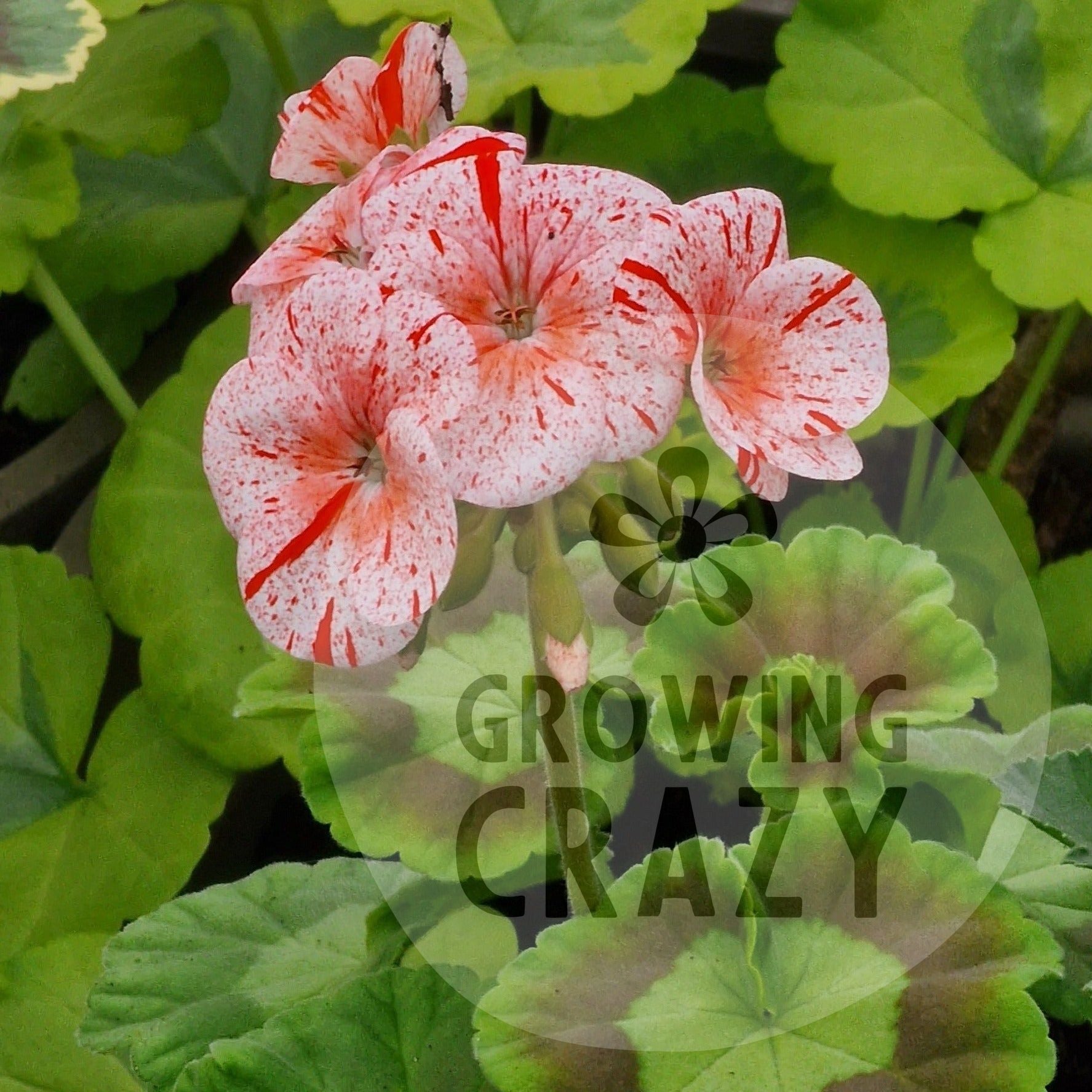 Gemma - Coloured Leaved Zonal Pelargonium Geranium single flowers of pale rose with red spots intresting Victorian golden green leaves 