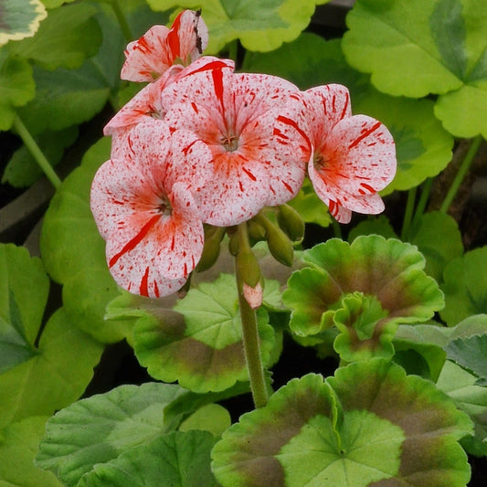 Gemma - Coloured Leaved Zonal Pelargonium Geranium single flowers of pale rose with red spots intresting Victorian golden green leaves 