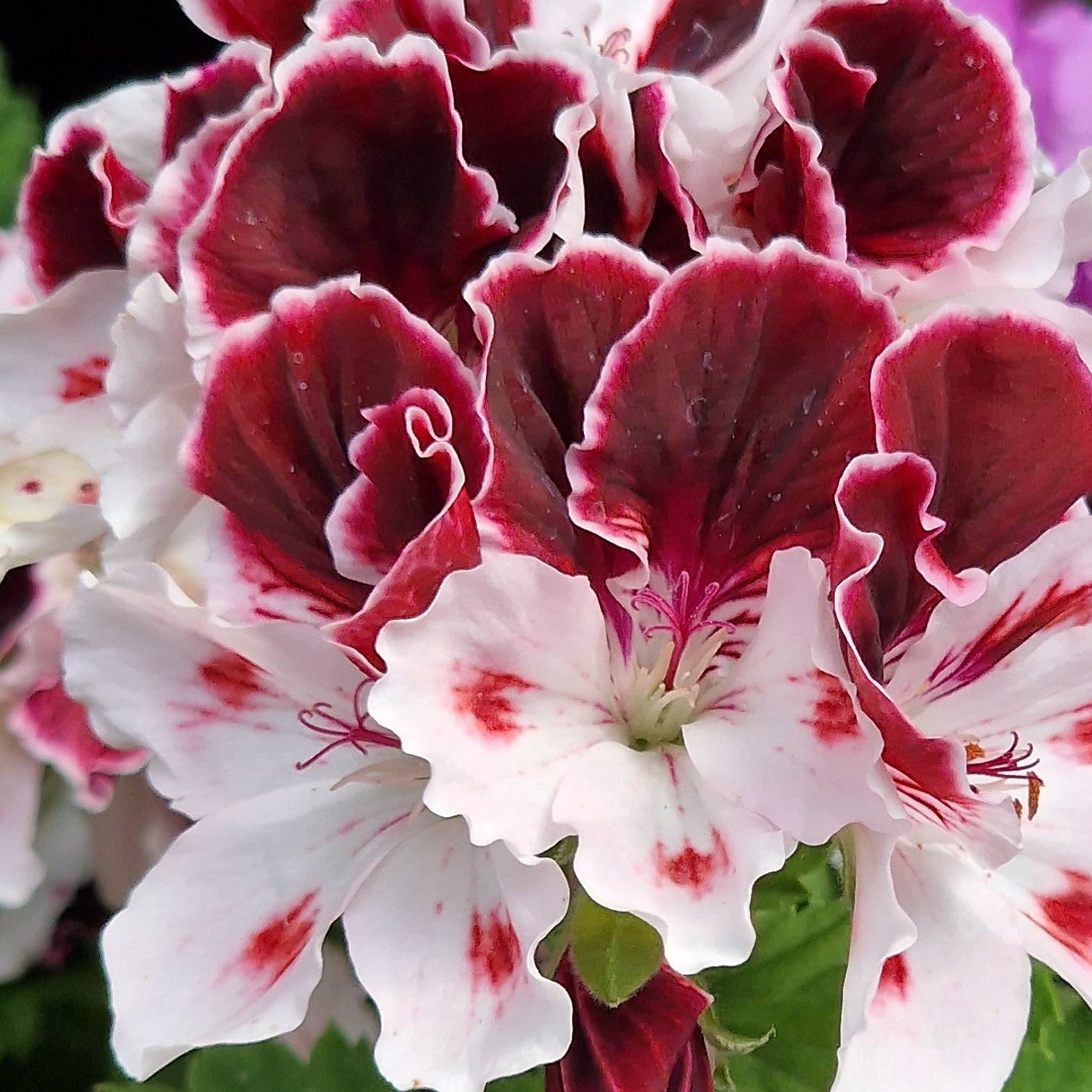 Georgia - Regal Pelargonium (Geranium) plant - 6cm bio pot
