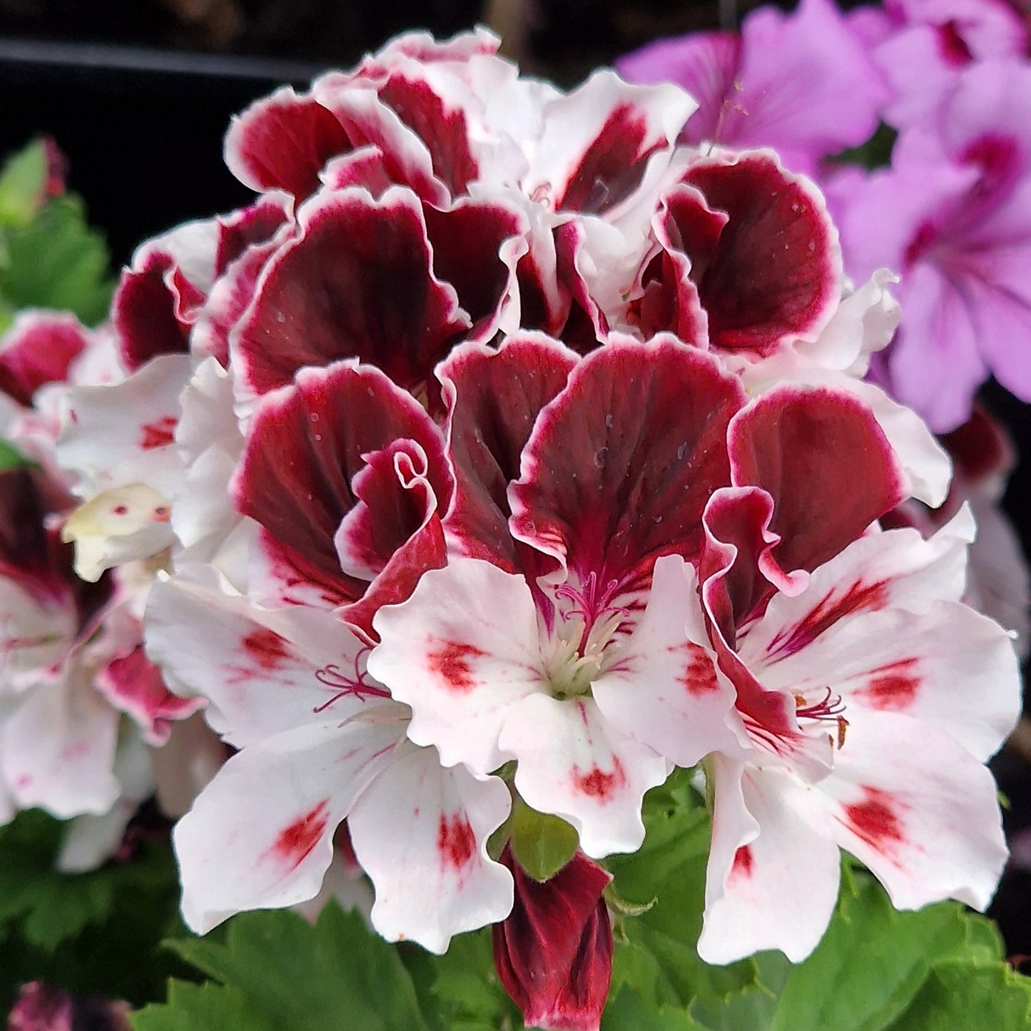 Georgia - Regal Pelargonium (Geranium) plant - 6cm bio pot