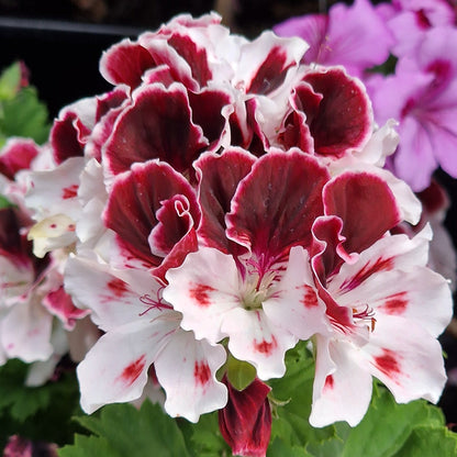 Georgia - Regal Pelargonium (Geranium) plant - 6cm bio pot
