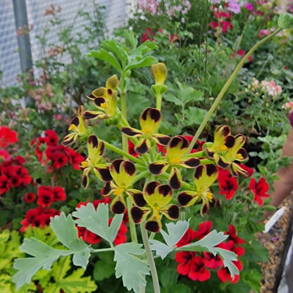 P. gibbosum Maroon - Species Pelargonium / Geranium Plant - rare and unusual plant - 6cm Bio Pot