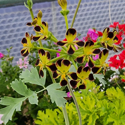 P. gibbosum Maroon - Species Pelargonium / Geranium Plant - rare and unusual plant - 6cm Bio Pot