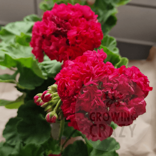 Gladys Evelyn - Red Rosebud Pelargonium (Geranium) Plant - 6cm Pot
