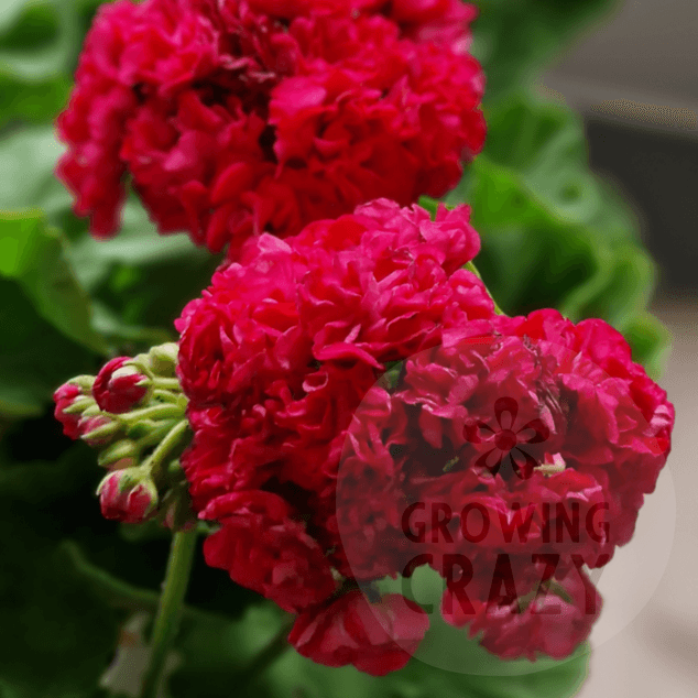 Gladys Evelyn - Red Rosebud Pelargonium (Geranium)  magenta red