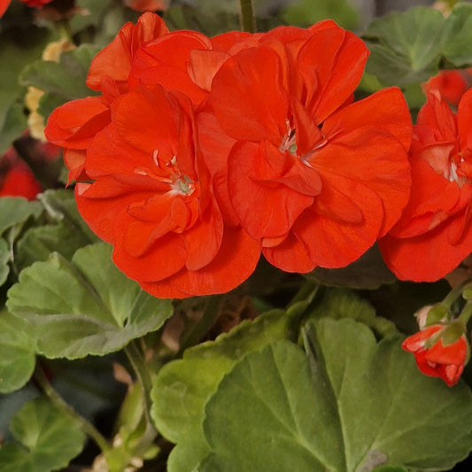 Gosbrook Susannah - Dwarf Zonal Pelargonium / Geranium Garden Plant - 6cm bio pot