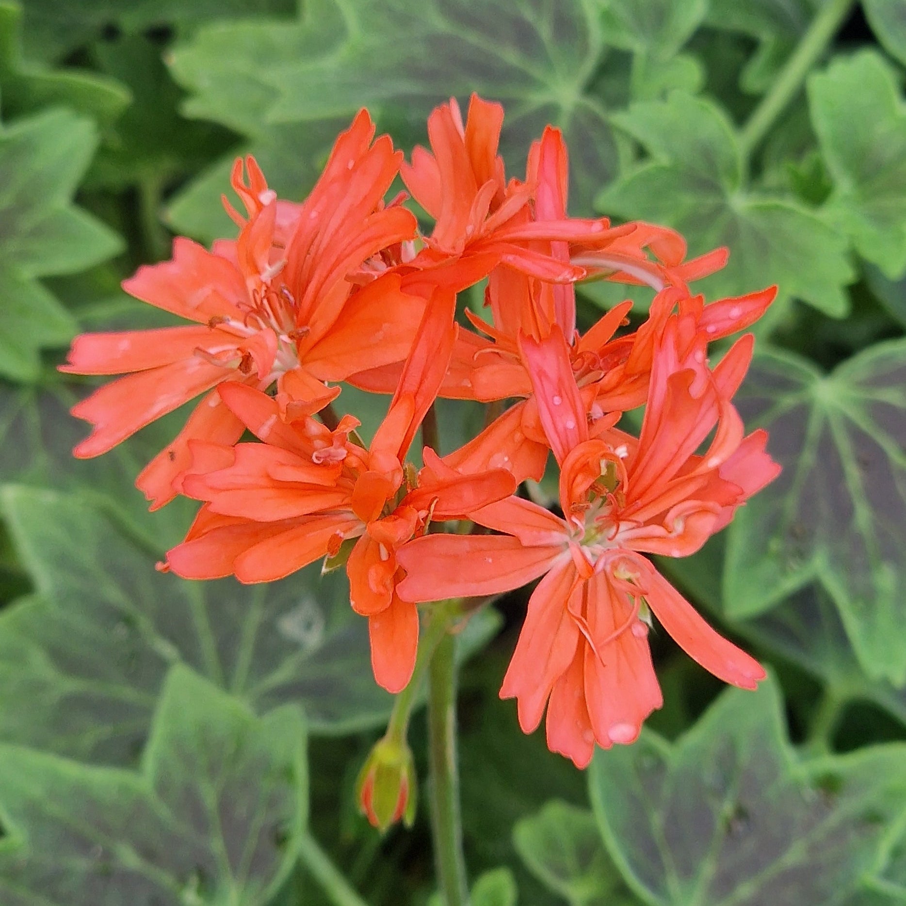 Grandad Mac is a Stellar Pelargonium which has a vibrant salmon pink flowers with shield shaped zoning on its leaves. Available to buy in the UK from Growing Crazy.