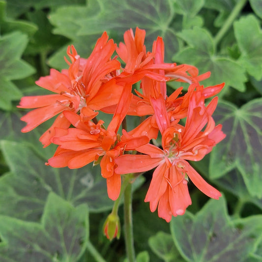 Grandad Mac is a Stellar Pelargonium which has a vibrant salmon pink flowers with shield shaped zoning on its leaves. Available to buy in the UK from Growing Crazy.