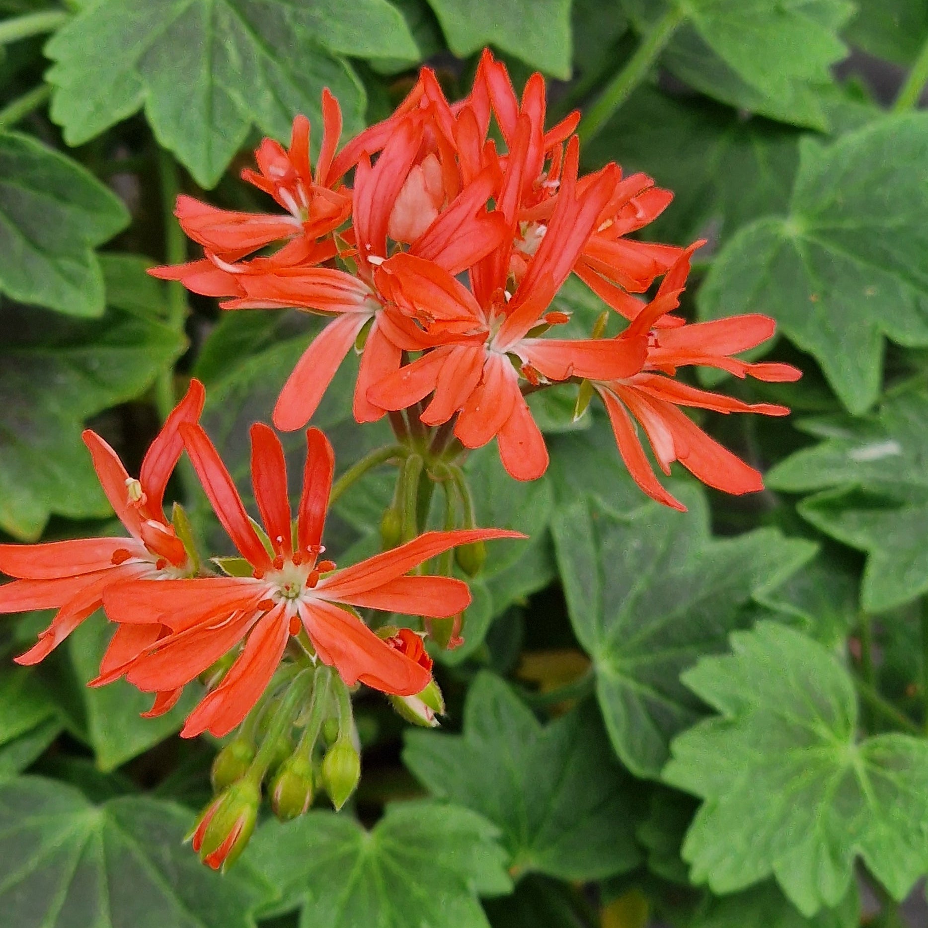 Grandad Mac is a Stellar Pelargonium which has a vibrant salmon pink flowers with shield shaped zoning on its leaves. Available to buy in the UK from Growing Crazy.