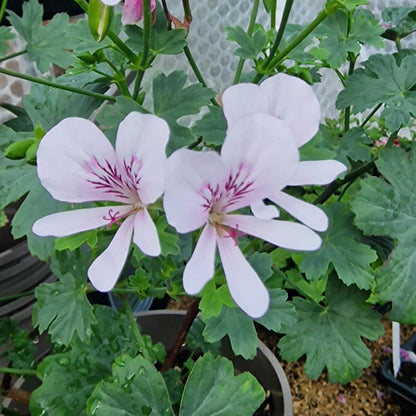 P. grandiflorum - Species Pelargonium / Geranium - Single Plant 6cm bio Pot