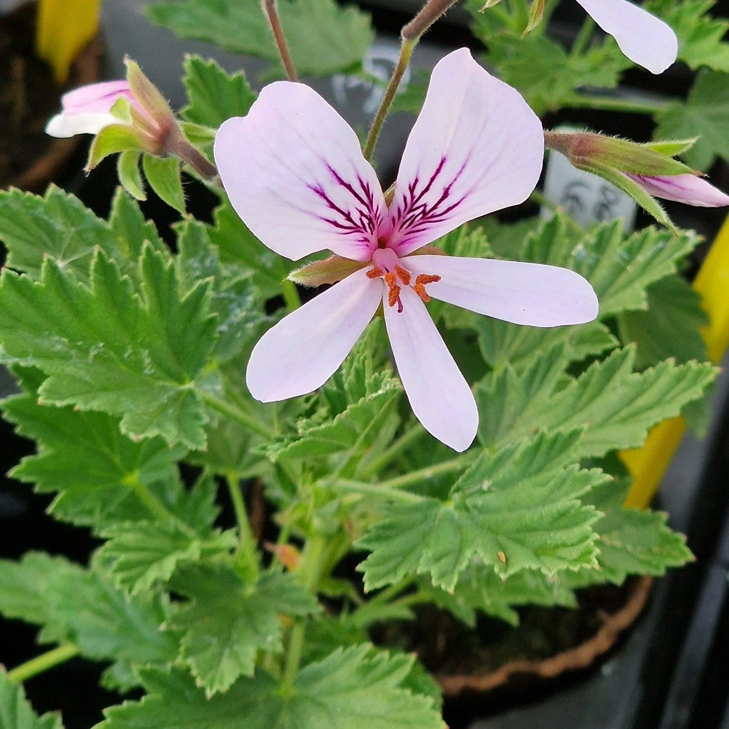 Great Glemham Lemon-  Rose Scented Leaf Pelargonium (Geranium) Plant - 6cm bio pot