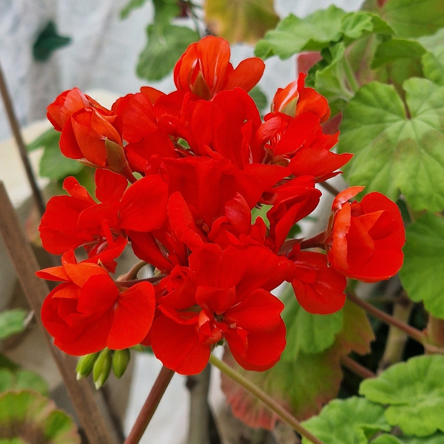 Gustav Emich - Zonal Pelargonium / Geranium Garden Plant - 6cm bio pot