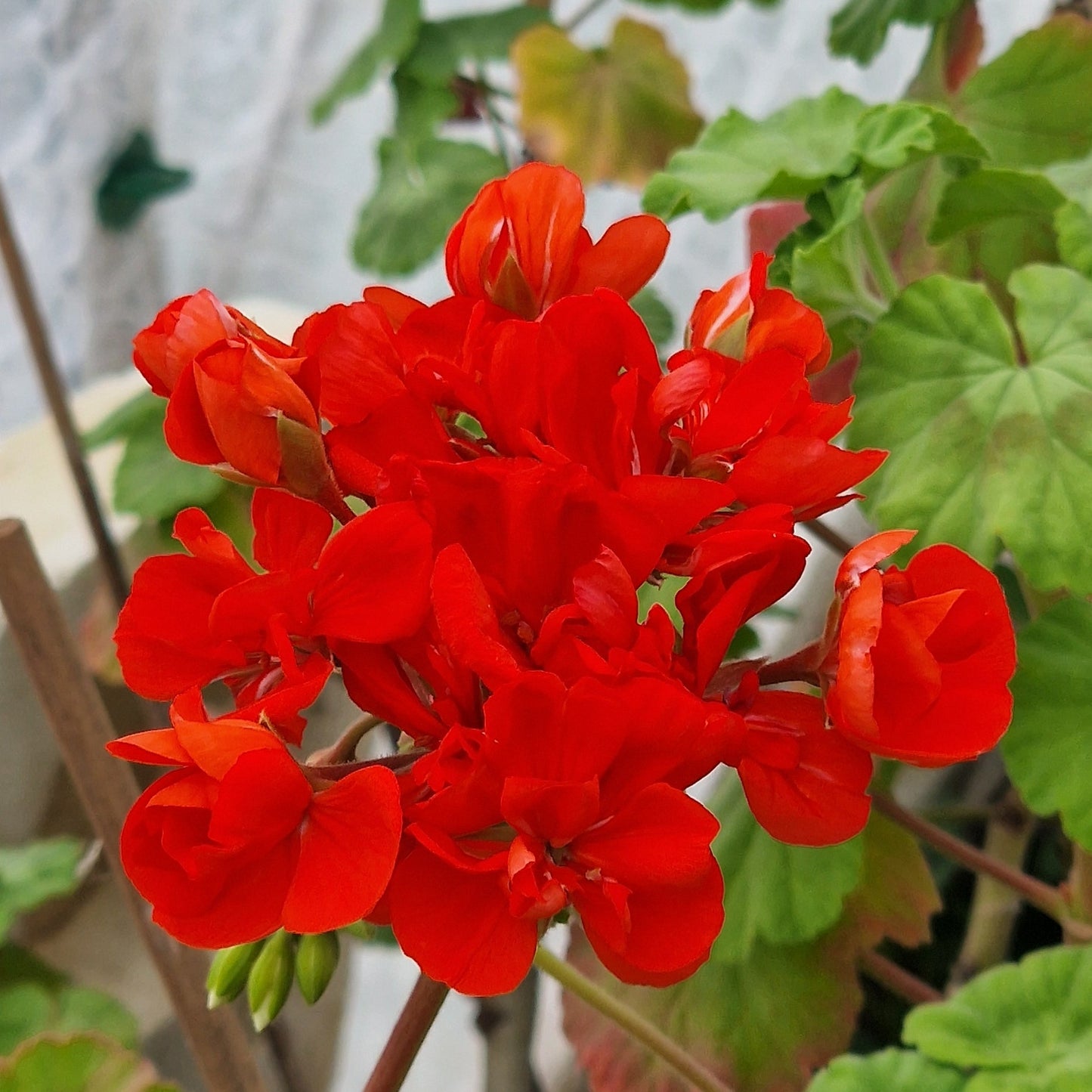 Gustav Emich - Zonal Pelargonium / Geranium Garden Plant - 6cm bio pot