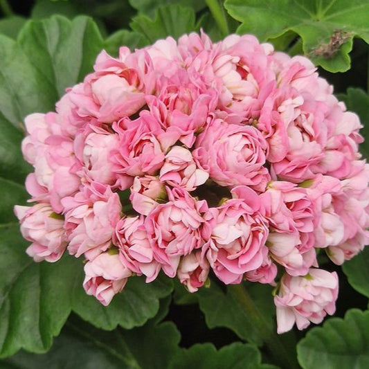 Anita - Rosebud Pelargonium (Geranium) Plant - 6cm bio pot