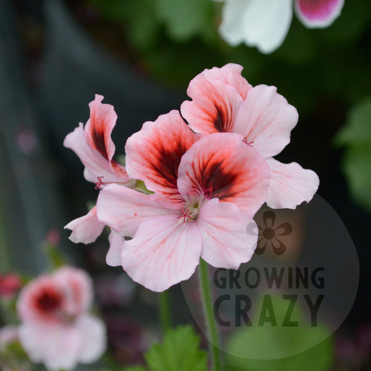 Hansons Pinkie - Decorative Pelargonium (Geranium) plant in 6cm bio pot