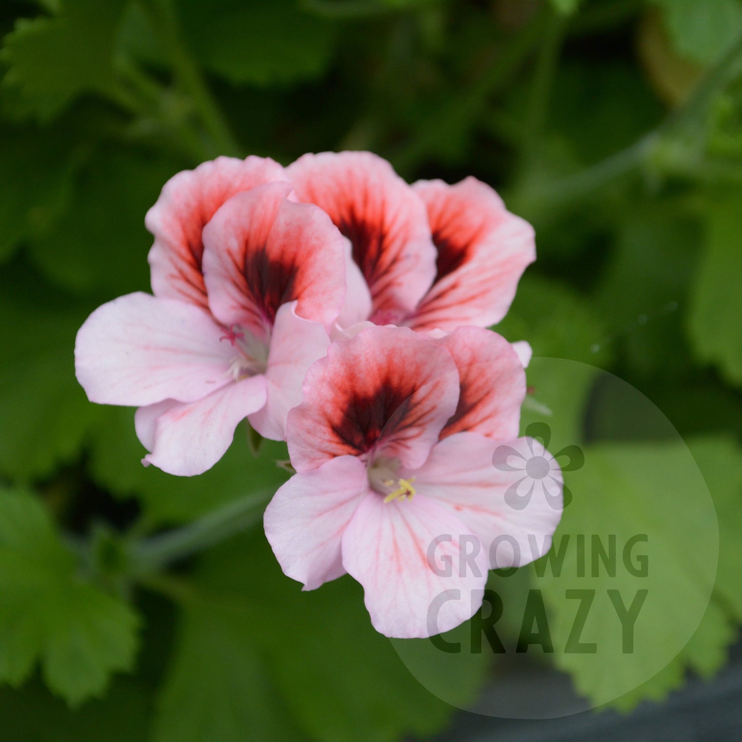 Hansons Pinkie - Decorative Pelargonium (Geranium) plant in 6cm bio pot