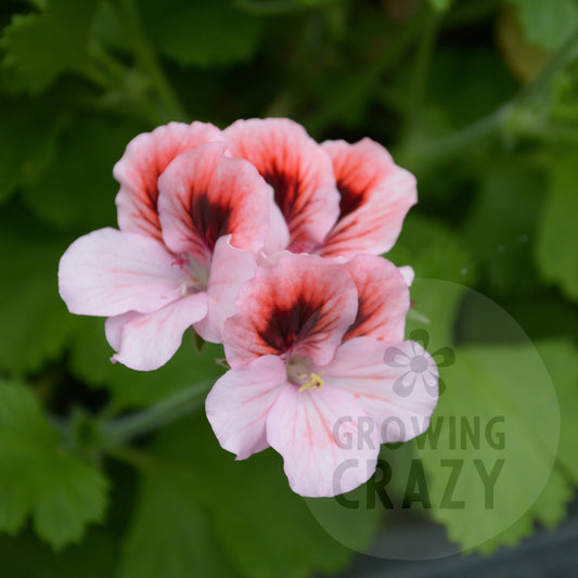 Hansons Pinkie - Decorative Pelargonium (Geranium) plant in 6cm bio pot