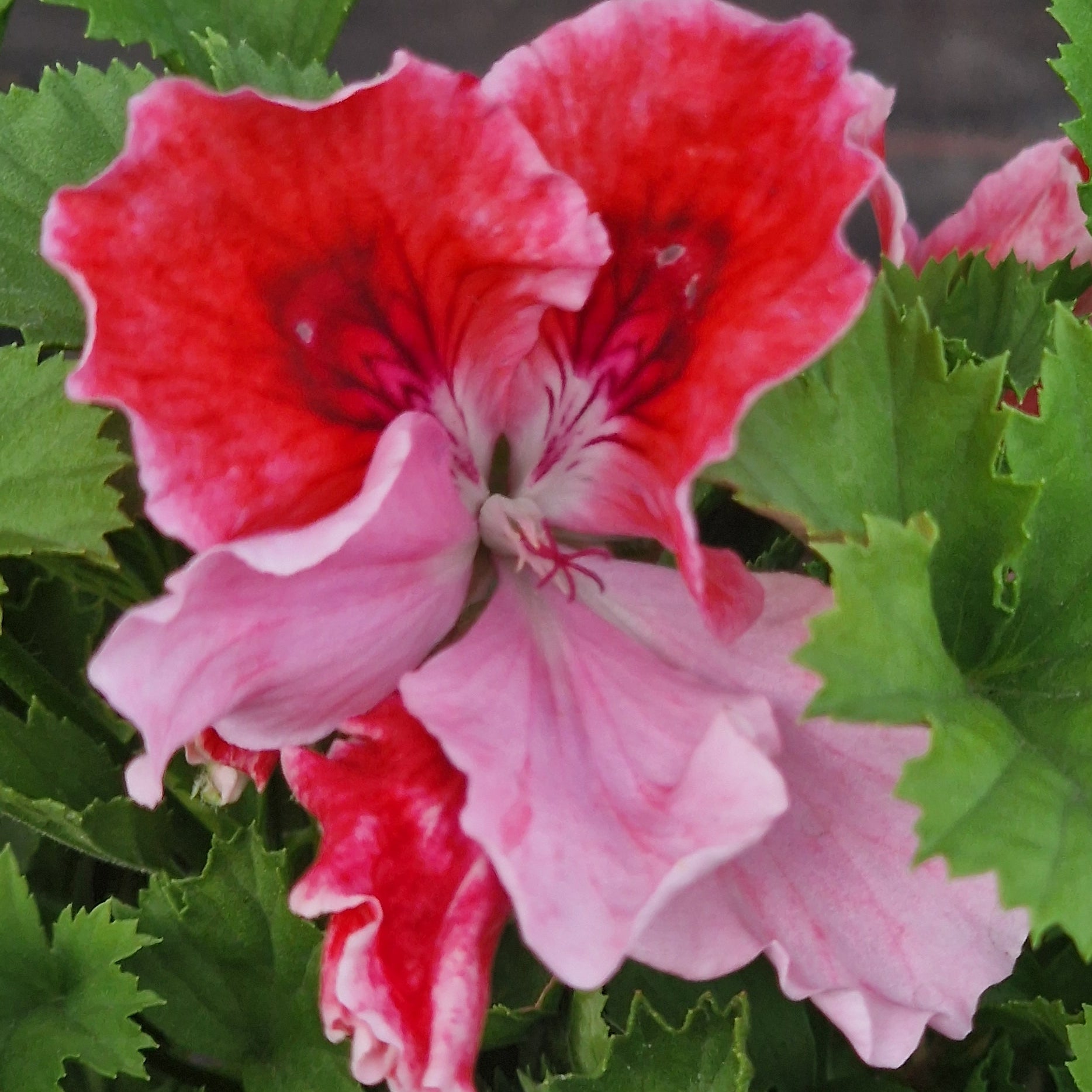 Harbour Lights Regal Pelargonium