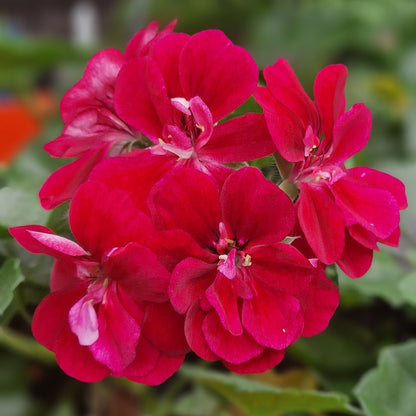 Vibrant red geranium flowers with green leaves in a potted plant, photographed close-up with a blurred garden background.
