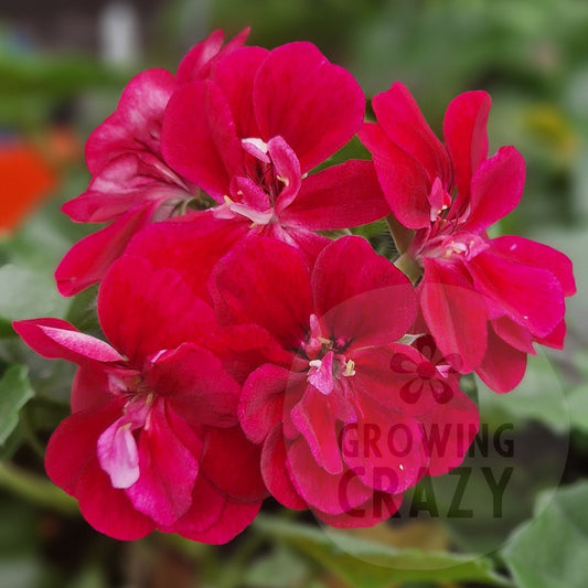 Vibrant red geranium flowers with green leaves in a potted plant, photographed close-up with a blurred garden background.
