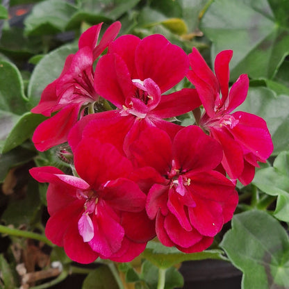 Vibrant red geranium flowers with green leaves growing in a hanging orange pot.