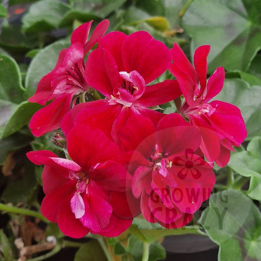Vibrant red geranium flowers with green leaves growing in a hanging orange pot.